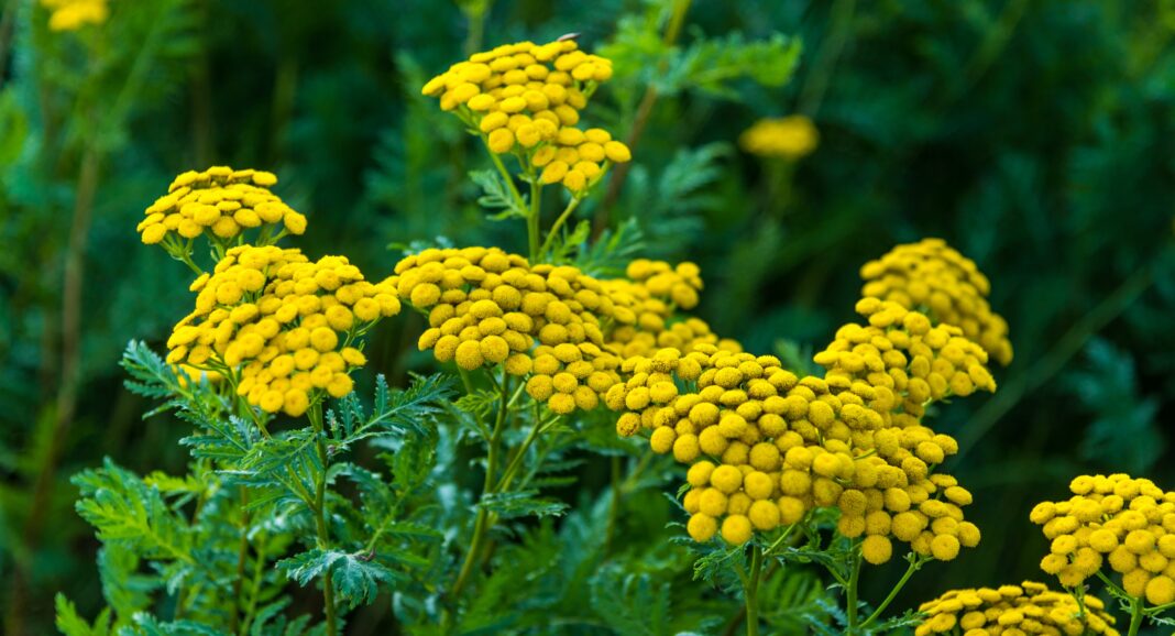 Flowering yellow tansy in the garden