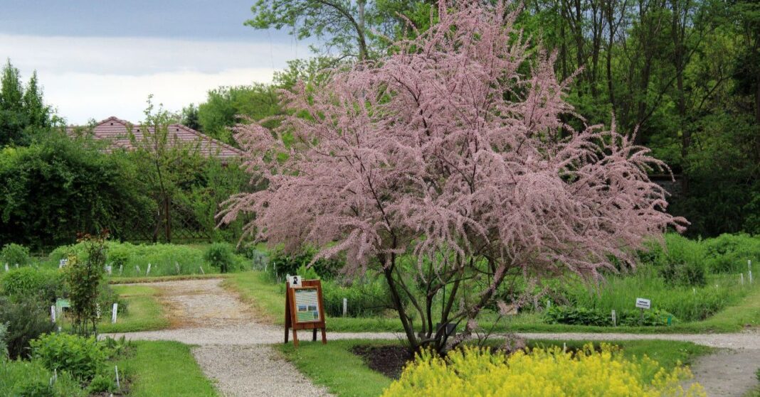 ingyenes arborétum ingyenes arborétum
