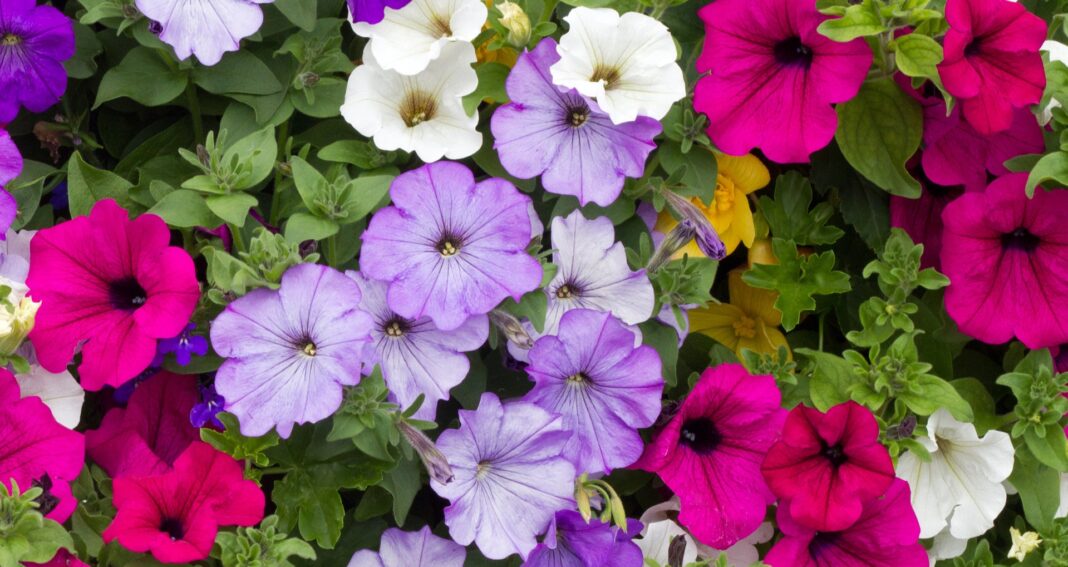 Colorful petunia flowers close up.