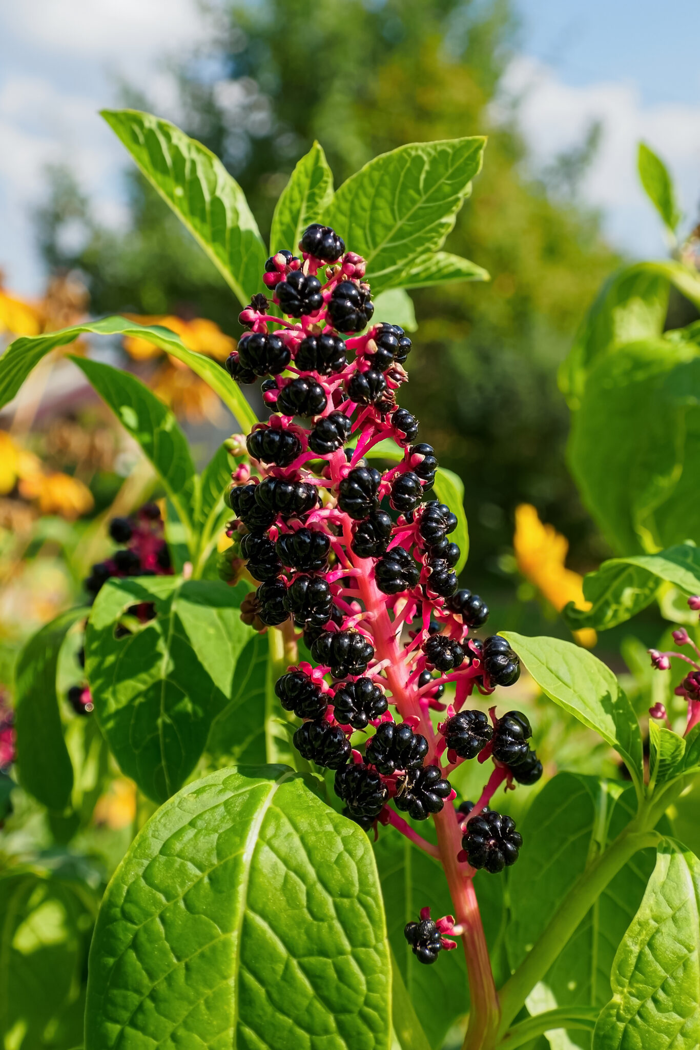 közönséges alkörmös (Phytolacca americana)