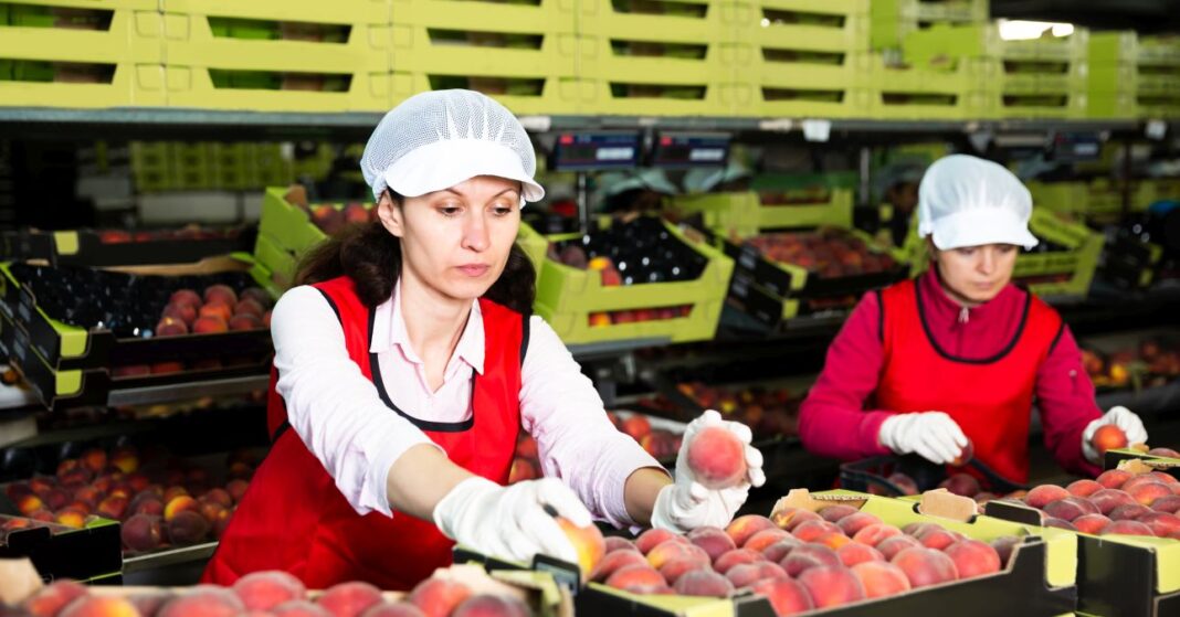 Women calibrating harvested peaches barackot válogató nők