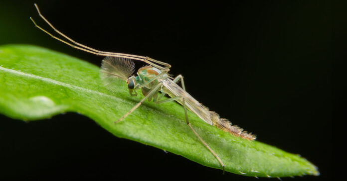árvaszúnyog elleni védekezés