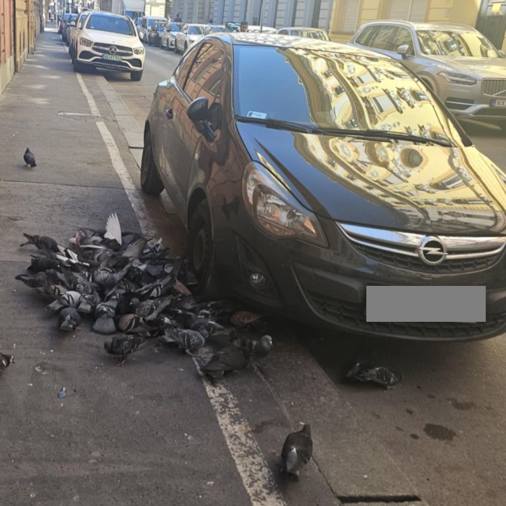 terézvárosi utca, parkoló autó mellett egy csapat galamb