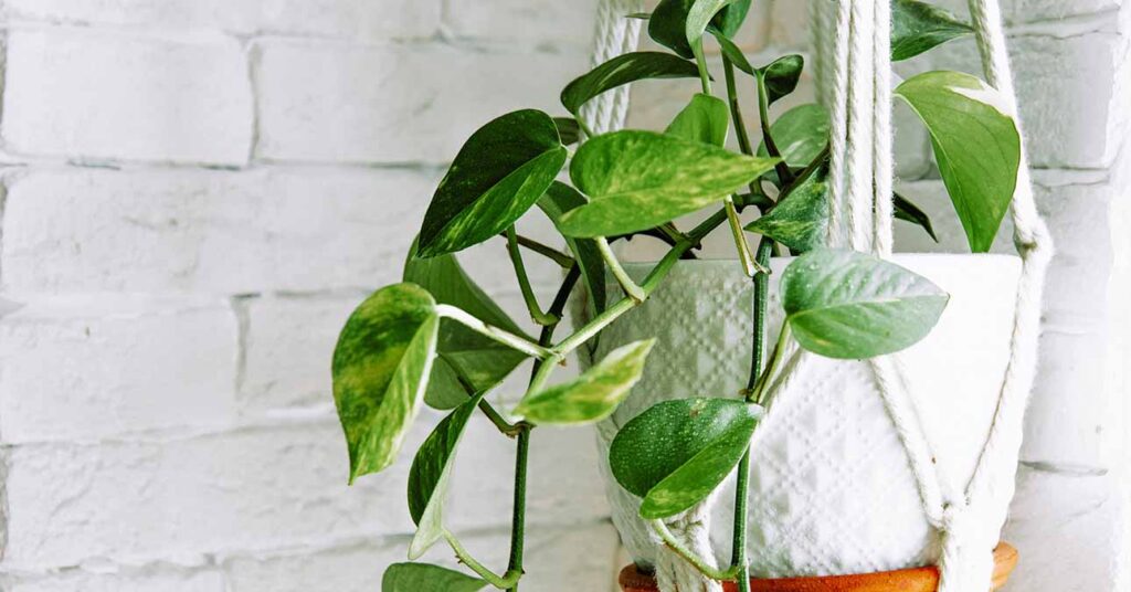 A koszorúfutóka (latinul Scindapsus vagy Epipremnum aureum, gyakran „szobai futóka” néven is ismert) sárgulása többféle okra vezethető vissza.