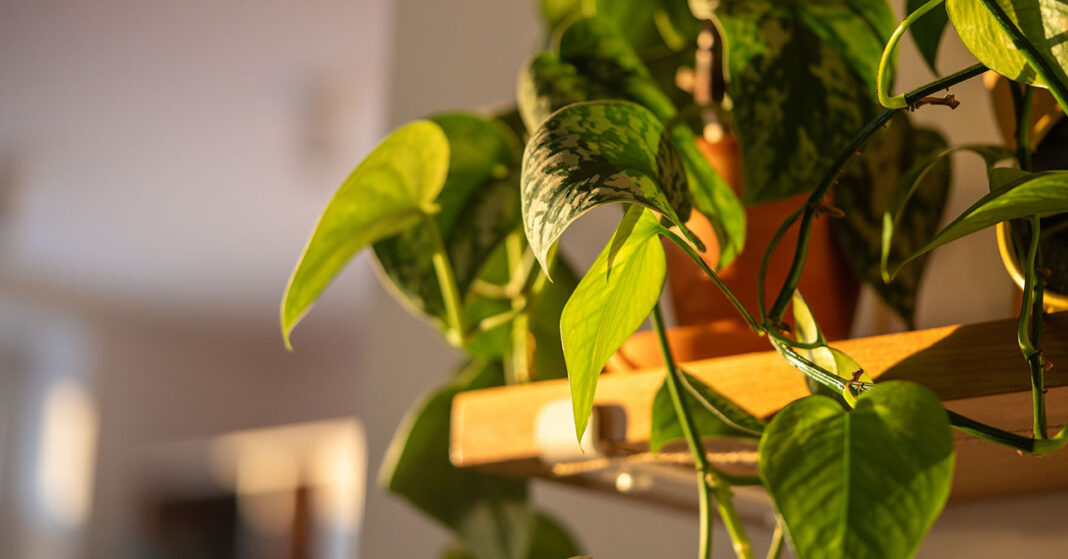 A koszorúfutóka (latinul Scindapsus vagy Epipremnum aureum, gyakran „szobai futóka” néven is ismert) sárgulása többféle okra vezethető vissza.