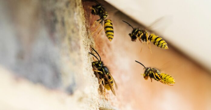 darazsak a ház falán