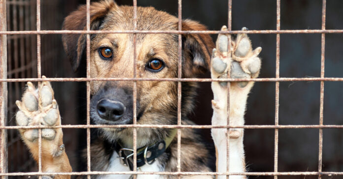 ketrecben tartott kutya