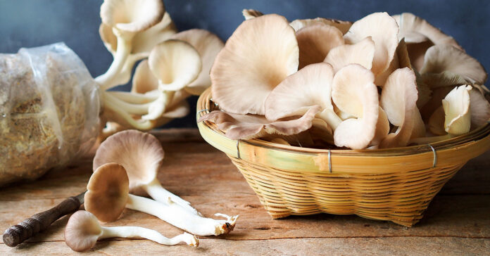 laskagomba_tisztitasa