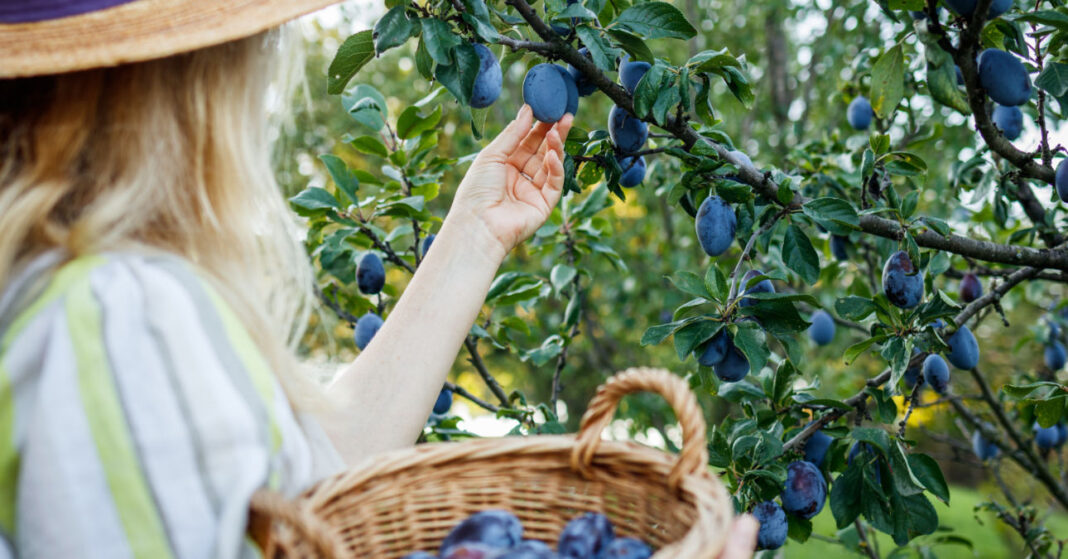 Woman picking plum from fruit tree in organic farm. Autumn harve szedd magad szilva 2025