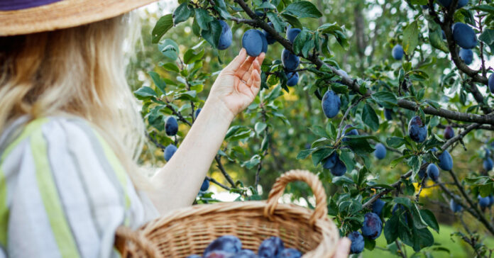 szedd magad szilva 2025