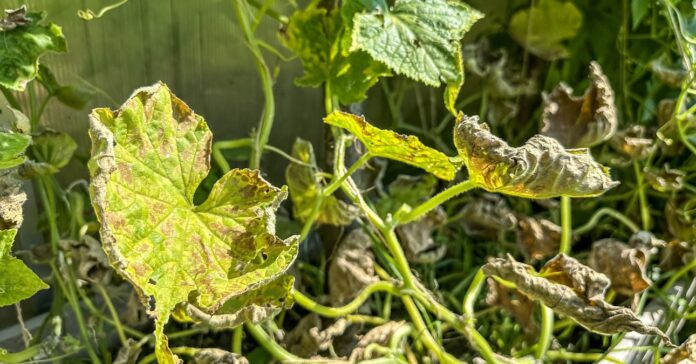 takácsatka károsított levél