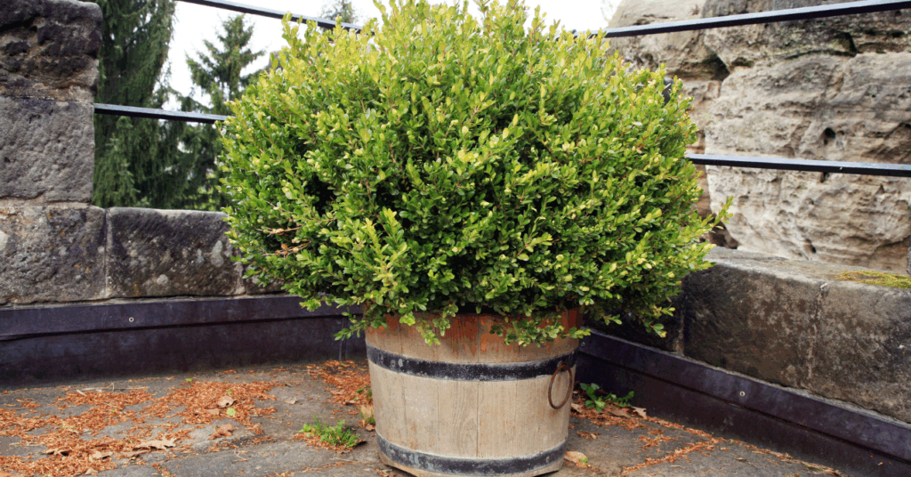 fagyálló növények erkélyre puszpáng buxus