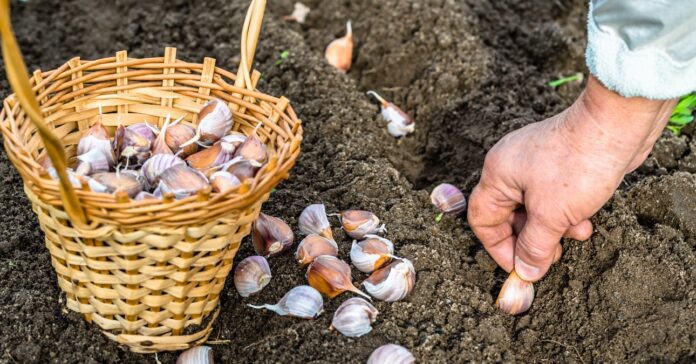 fokhagyma dugványozás földbe