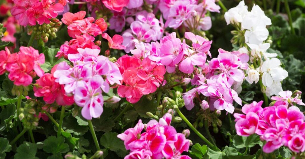 muskátli teleltetése