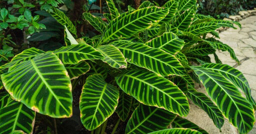 gyönyörű, egészséges zebralevél élénkzöld leveleivel