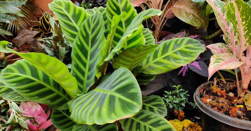 Zebralevél kertben más növényekkel társítva