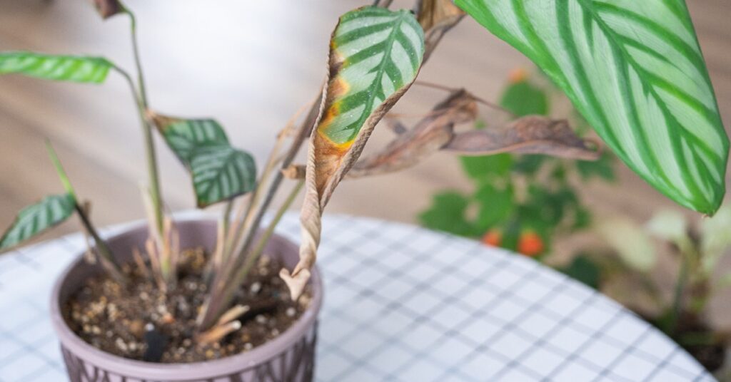 zebralevél cserépben, beteg, sárguló levelekkel