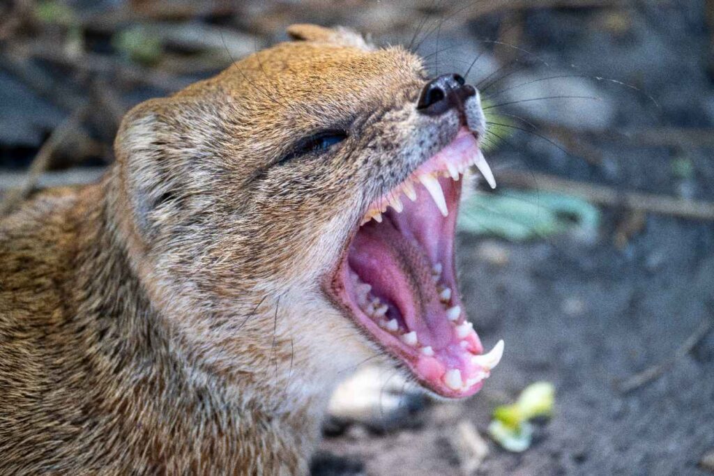 rókamanguszta nagyra tátja a száját megmutatva éles fogait