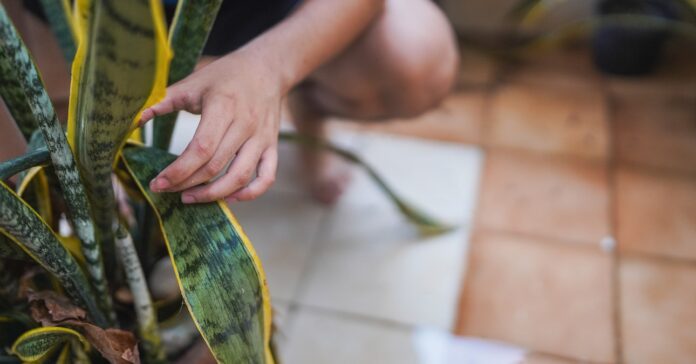 anyósnyelv cserépben