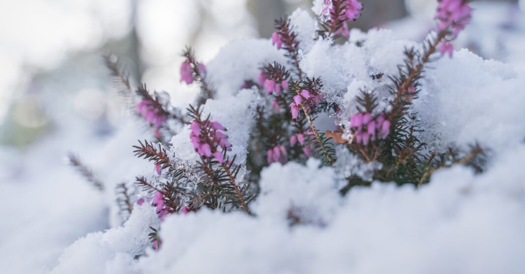 hóval borított alpesi erika növény