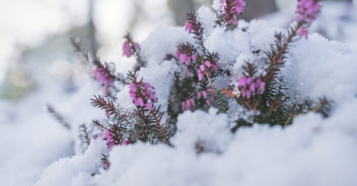 hóval borított alpesi erika növény