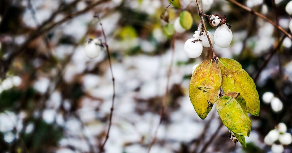 falevél és nővények télen