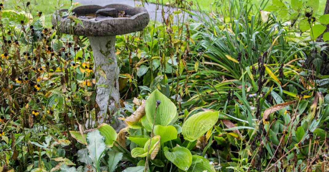 növénytársítás, különböző növények a kertben egymás mellé ültetve