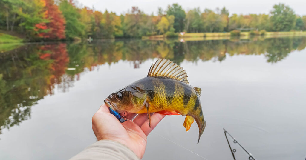 Legjobb horgászhelyek november során, süllő