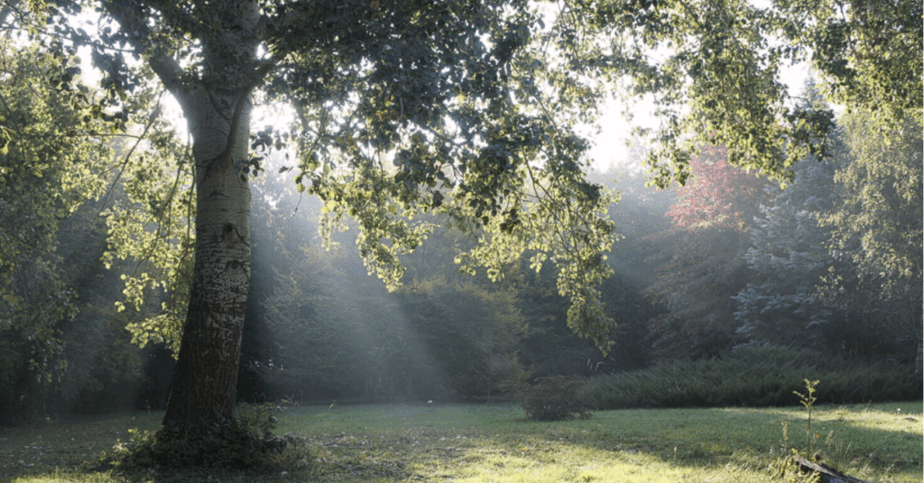 tiszaigari arborétum