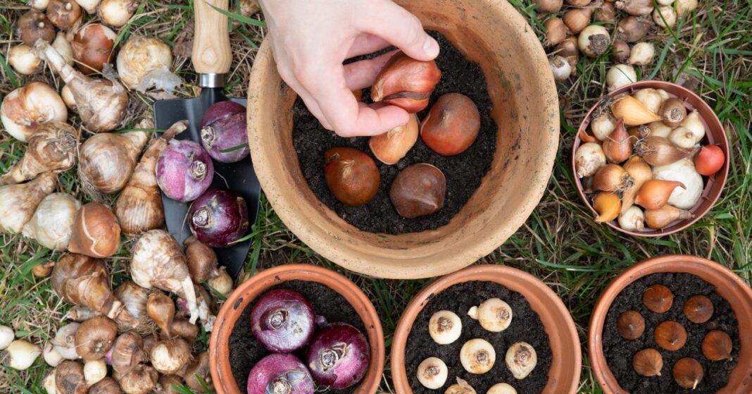 virághagymák ültetés előtt