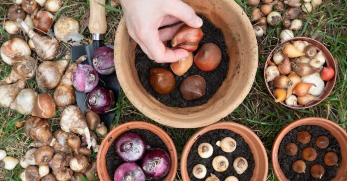 virághagymák ültetés előtt