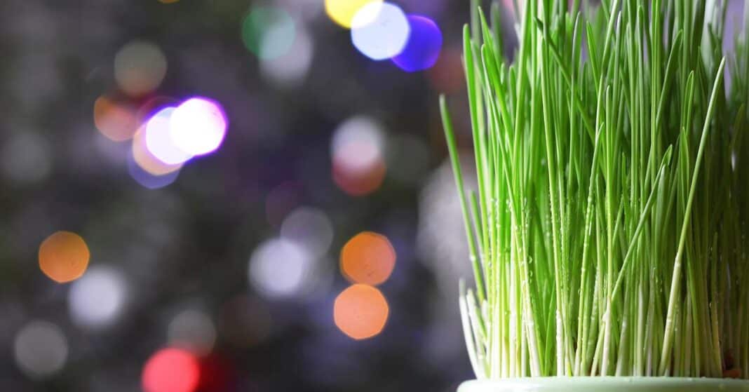 frissen kinőtt zöld búrafű karácsonyi égősor a világít a háttérben