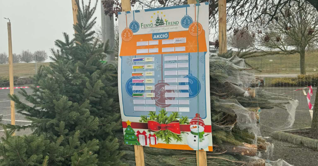 fenyőfa vásár a solymári Auchanban