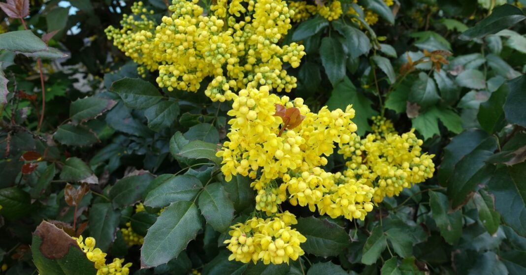 közönséges mahónia bokor