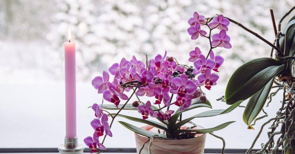 rozsaszín virágzó orchidea, mellette égő rózsaszín gyertya, a háttérben egy ablak fehér havas tájjal 