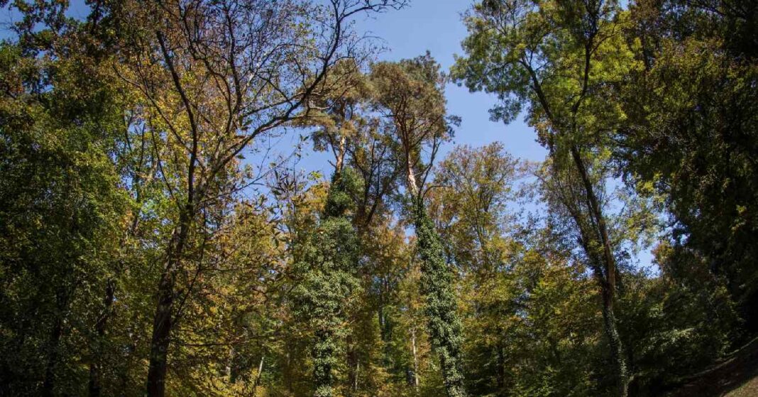 Zöld rengeteg a Csácsbozsoki Arborétumban