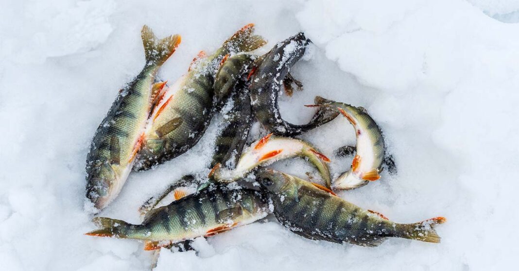 Táli horgászat során kifogott halak