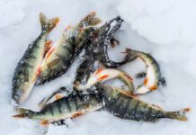 Táli horgászat során kifogott halak