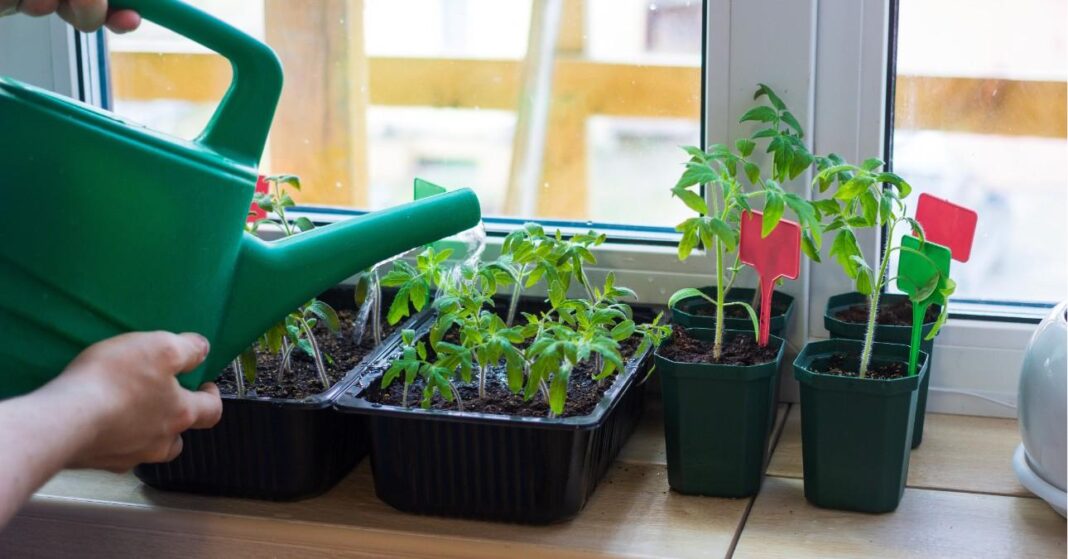 januárban vethető zöldségek