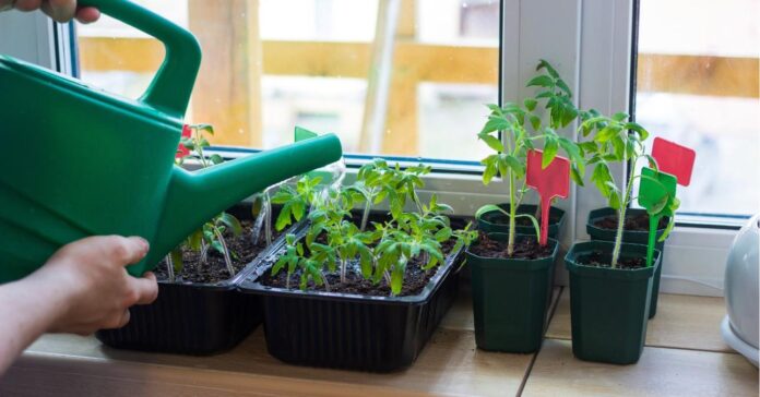 januárban vethető zöldségek