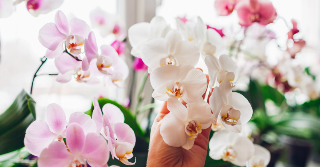 nő fogja a virágzó orchideát