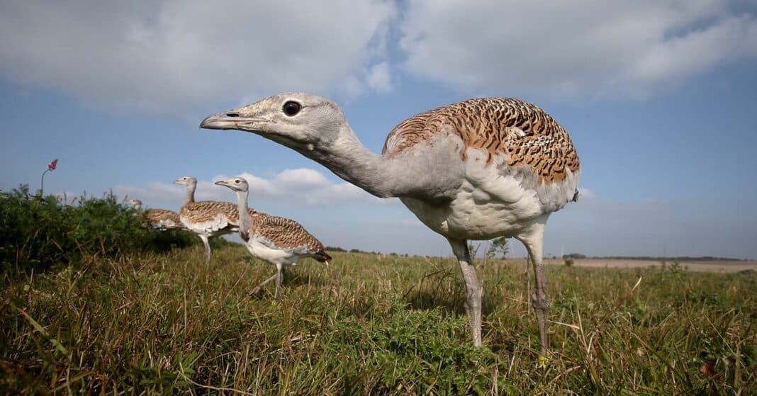 Túzok (Otis tarda)