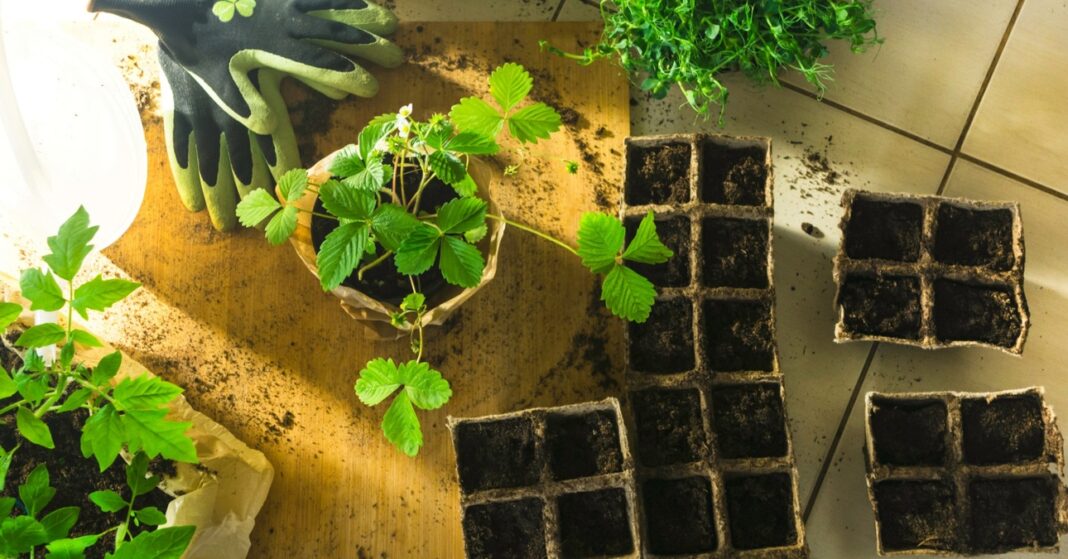 eperpalánta ültetés