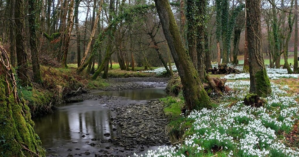 Egy erdőben patak folyik, mellette hóvirágmezők