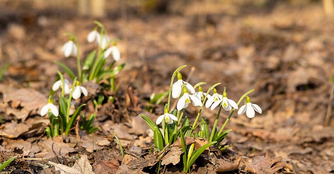 Virágzó hóvirágok