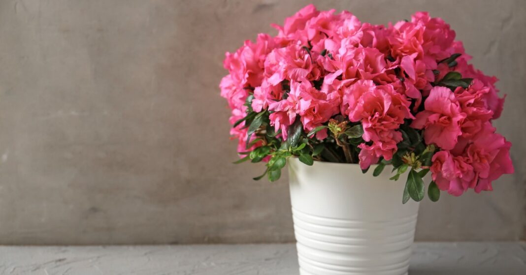 virágzó azálea a szobában