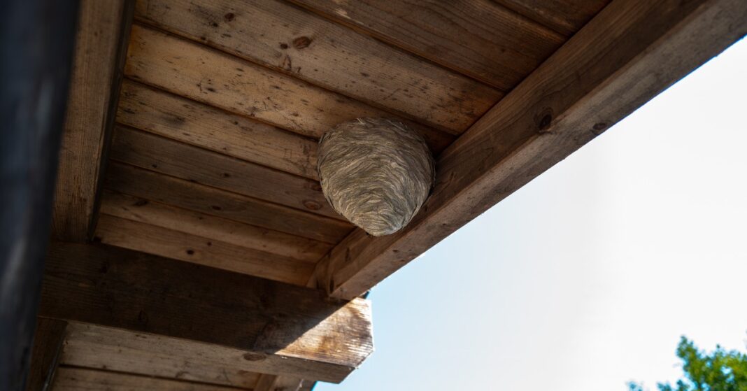 darázsfészek a házon