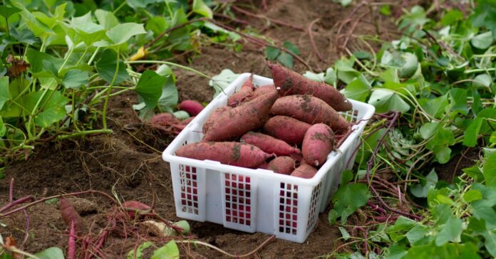 frissen szedett édesburgonya egy kosárban