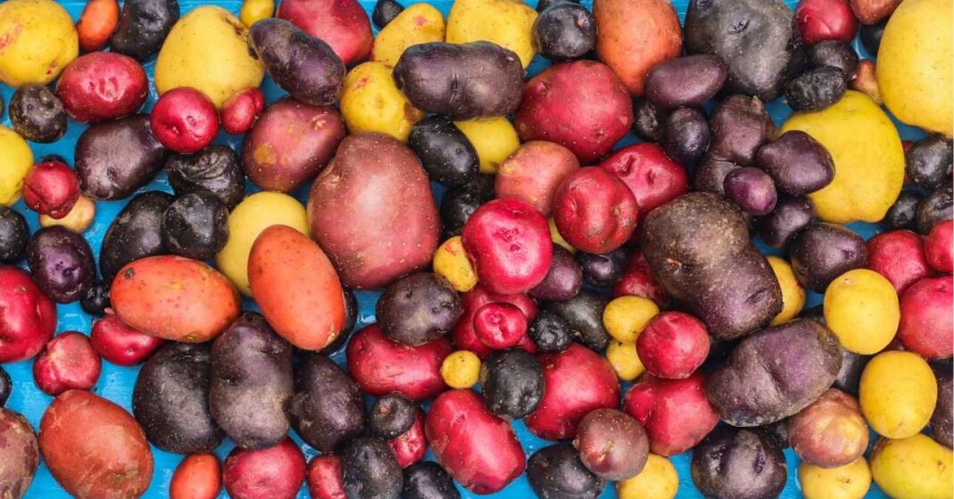 melyik krumpli mire való