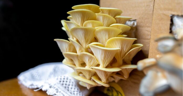 laskagomba termesztés házilag